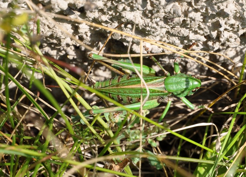 Decticus verrucivorus